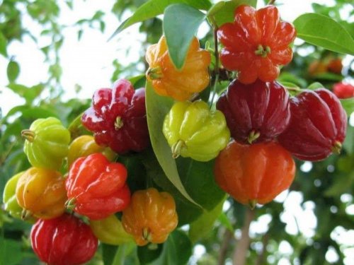Surinam Cherry (Eugenia uniflora) - 2